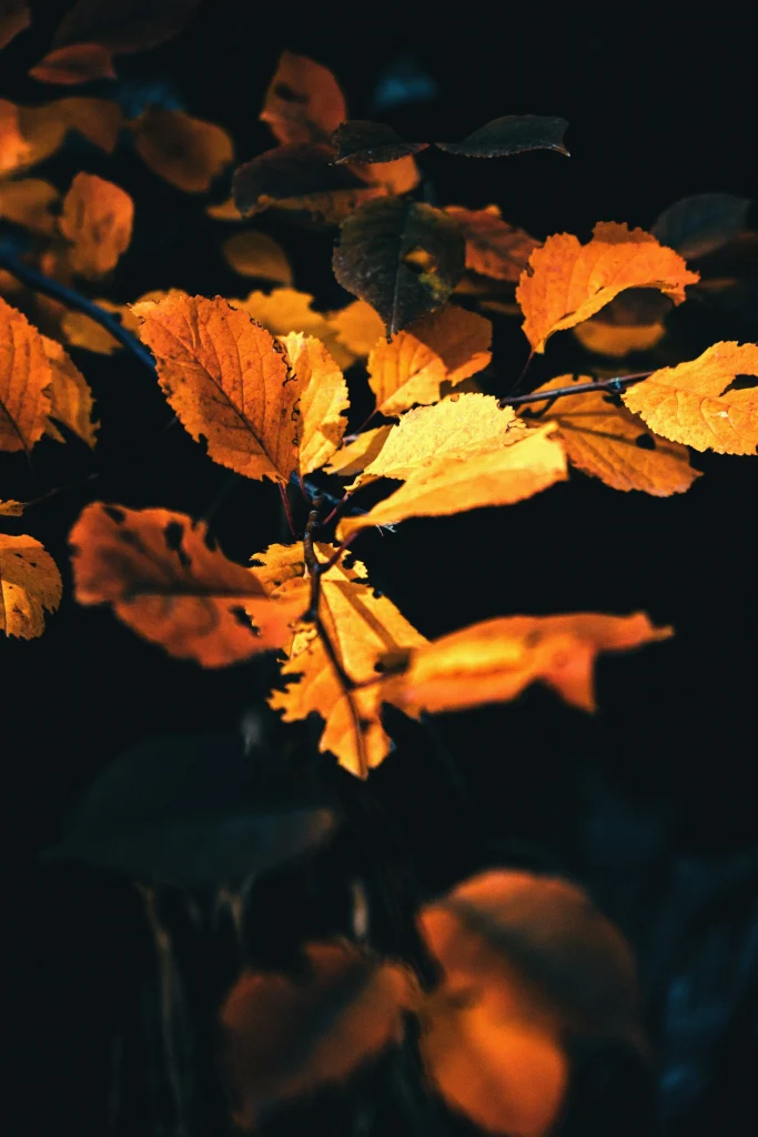 Autumn Leaves